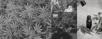 cbd bien etre 